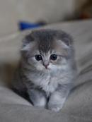 Аватара пользователя