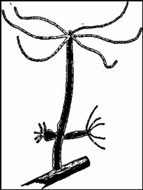 La hydra - image001.jpg