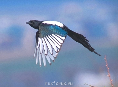 Эссе о сороке - sorroka.jpg