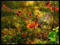 Любимые стихи. Иллюстрируем - i.jpeg