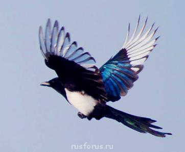 Эссе о сороке - sorokam.jpg