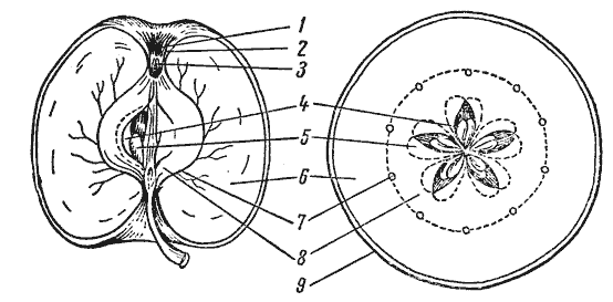 Яблоко – ОТ слов блок, око, овал коло, кольцо, околица ? - apl.gif