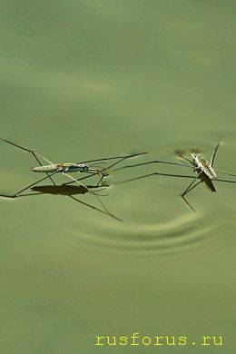 Кося ножками - image.jpg