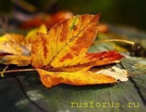 Литературные размышлизмы - image.jpg