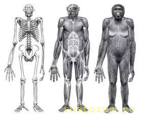 Происхождение разума и языка - image.jpg