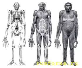 Происхождение разума и языка - image.jpg