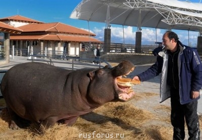 Происхождение слова «бегемот». Откуда оно? - ln1.jpg