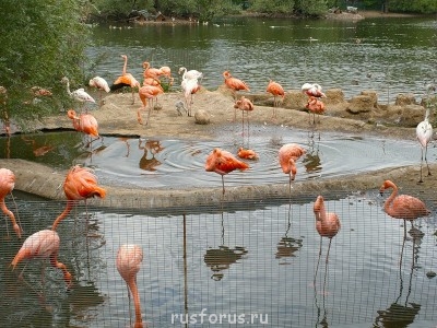 Любимые стихи. Иллюстрируем - fra.jpg