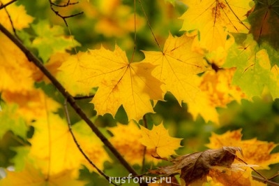 Любимые стихи. Иллюстрируем - osen.jpg