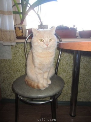 О кошачьих - Кот.jpg