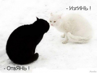 О кошачьих - big (1).jpeg