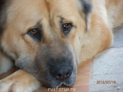 Обыватель обывал? - АССА 2012.jpg