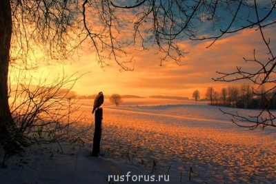 Любимые стихи. Иллюстрируем - fs1016300-4.jpg