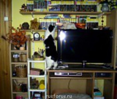 О кошачьих - 7ead33bc95adcea5m.jpg