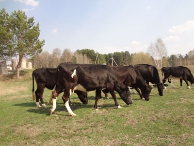 А где же раздел Учение о письме ? - 1коровы.JPG