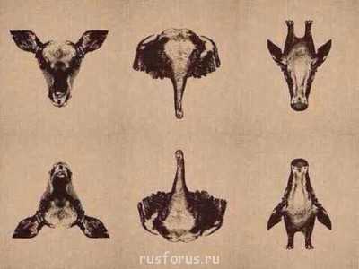 Забавные картинки - ByG47kHIEAA_Cqq.jpg