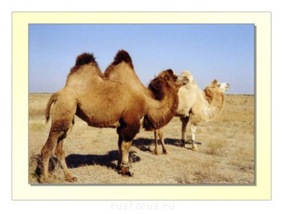 Любимые стихи. Иллюстрируем - 0023.jpg