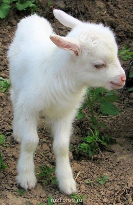 С Новым годом  - kozlenok.jpg