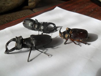 Фотографируем... - SAM_0021.JPG