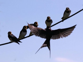 Фотографируем... - swallow16.jpg