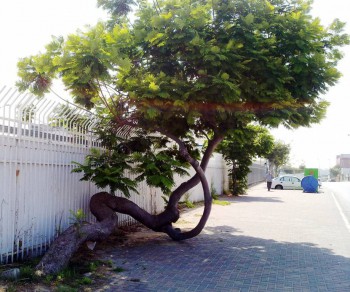 Любимые стихи. Иллюстрируем - 180620151557.jpg