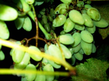 моя малая родина фото  - цветочки 049.jpg