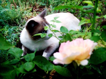 моя малая родина фото  - цветочки 034.jpg