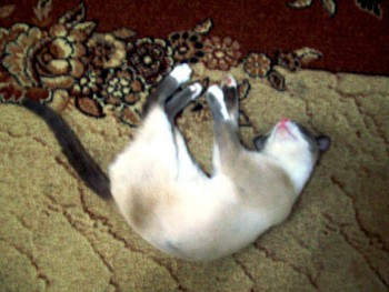 Фотографируем... - цветочки 013.jpg