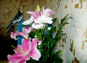 Фотографируем... - y_683d7f4f.jpg