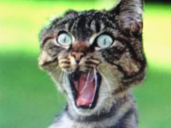 испорченный телефон - DSC01569.JPG