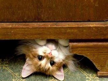 Забавные картинки - 527592_3417190109934_1472688367_n.jpg