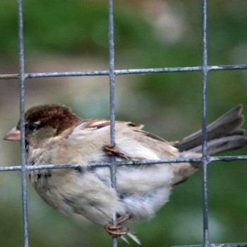 Страница АБВ, где Ёж, Зм и буква я|RU из сборника Азбуковник. - vorabey.jpg