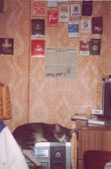 О кошачьих - kosia-2.jpg