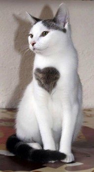 О кошачьих - hart.jpg