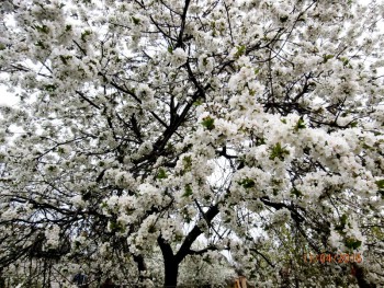 Фотографируем... - P4110928.JPG