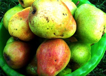 Фотографируем... - груши 001.jpg