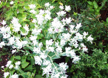 Фотографируем... - цветочки 048.jpg