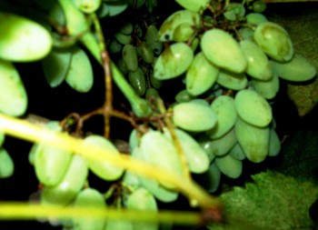 Фотографируем... - цветочки 049.jpg