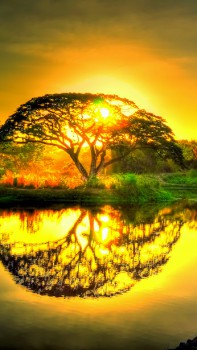 Кто придумал бога РА - sunset_pond_trees_landscape_86151_1080x1920.jpg