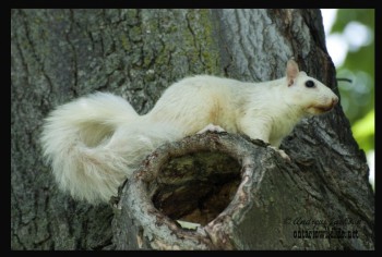 Back home now after being away for two weeks visiting family and of course out taking photos. On the way back we stopped into Exeter a small town known to have a white squirrel population that is not albino.<br /> After checking the parks in hopes to get some photos but not a single sighting. Proceeded to walk the streets looking around peoples yards and many odd looks later found this fella who posed for us briefly.