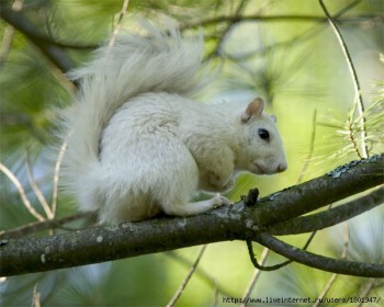Белки (лат. Sciurus) — род грызунов семейства беличьих.