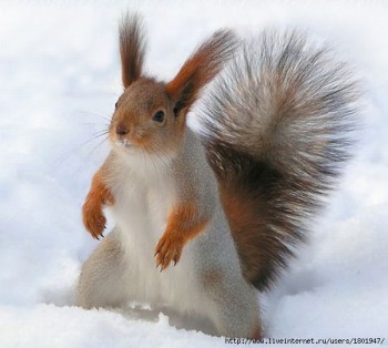 Однокоренные слова - Белка разноцветная 17877821_29.jpg