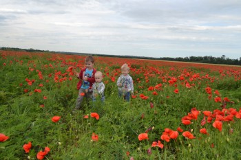Маки. Кубань 2016