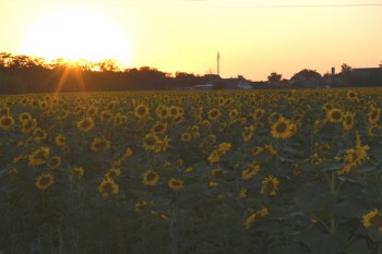 Подсолнухи. Кубань 2016
