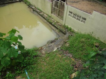 Человек с аксолотлем - DSC04961.JPG