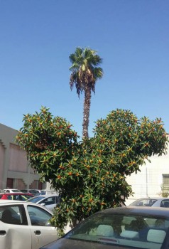 Фотографируем... - Straus.jpg