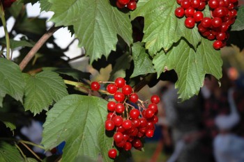 Фотографируем... - яя135.JPG