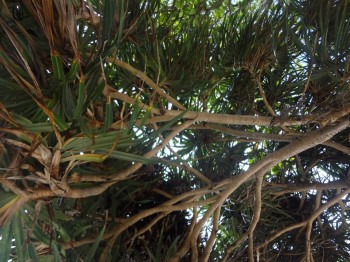 Примеры восприятия синхронных по времени знаков - птичка.JPG