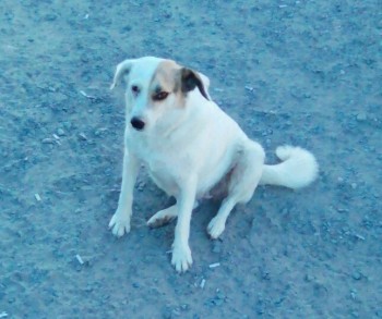 Порадуйтесь за меня - Белка.jpg