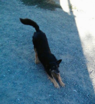 Кочевряжки - Дружок.jpg